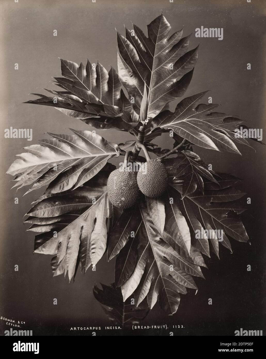 Vintage 19th century photograph - bread fruit plants, Ceylon (Sri Lanka), by the Scowen  studio, photo c.1880's. Stock Photo