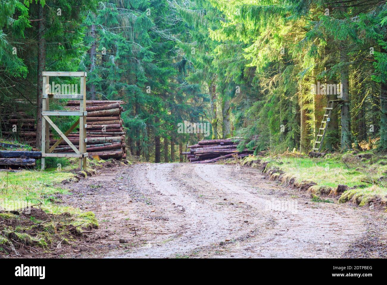 Hunting Tower And Timber Stack By The Road In The Forest Stock Photo ...