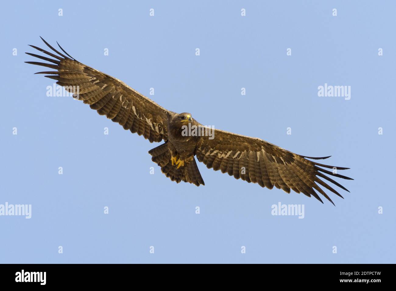 Steppe Eagle in flight in Oman. Stock Photo
