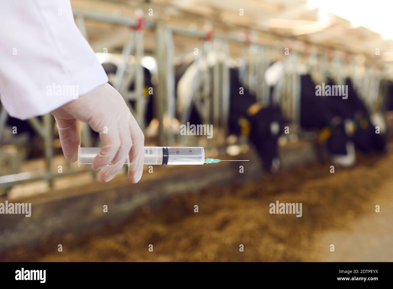 Close up of a syringe with the vaccine in the hand of a veterinarian who is vaccinating cows. Stock Photo