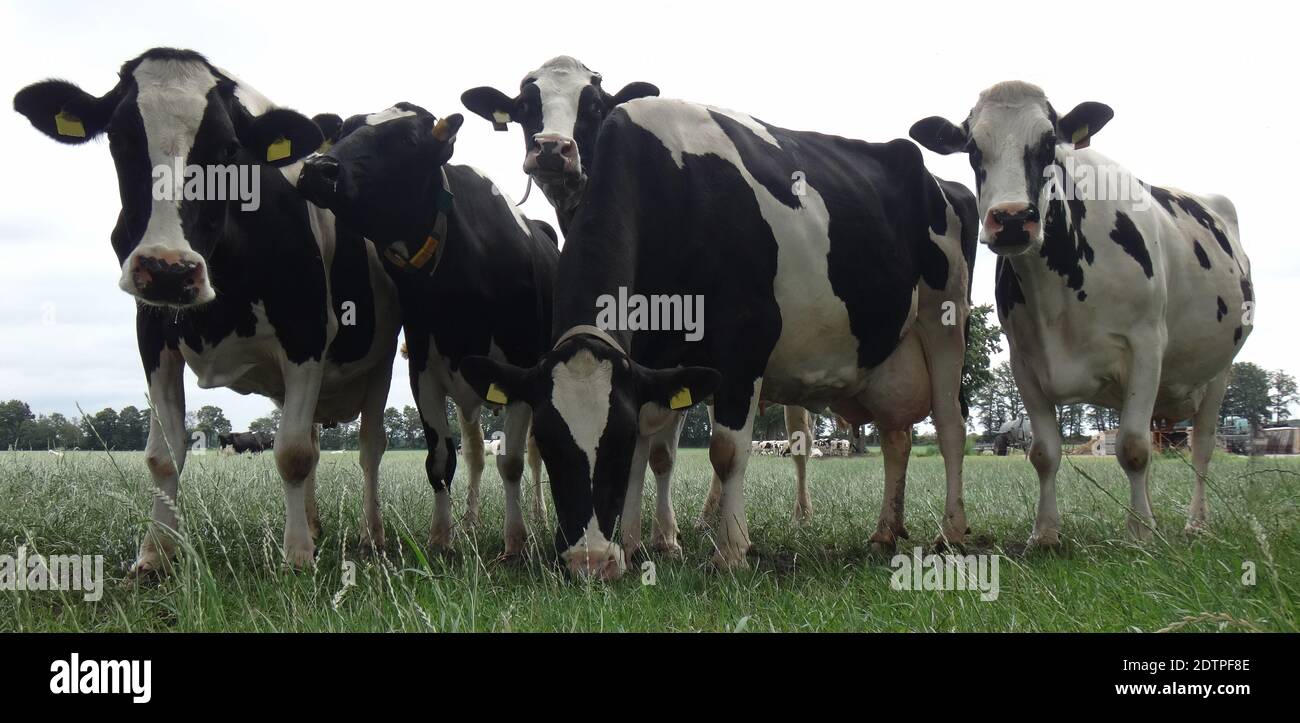 Group of five curious cows in a meadow. Holstein Frisian cattle Stock Photo
