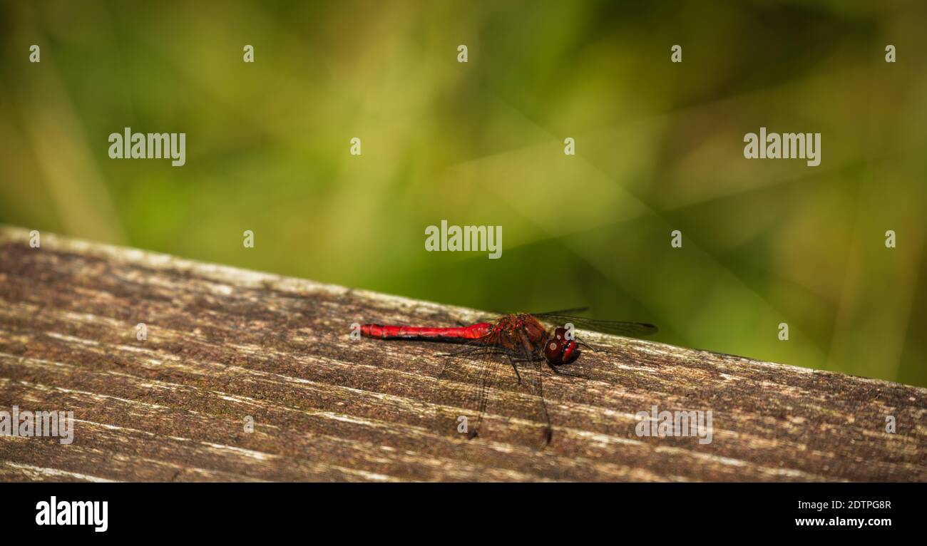 Red dragonfly resting on the branch Stock Photo - Alamy