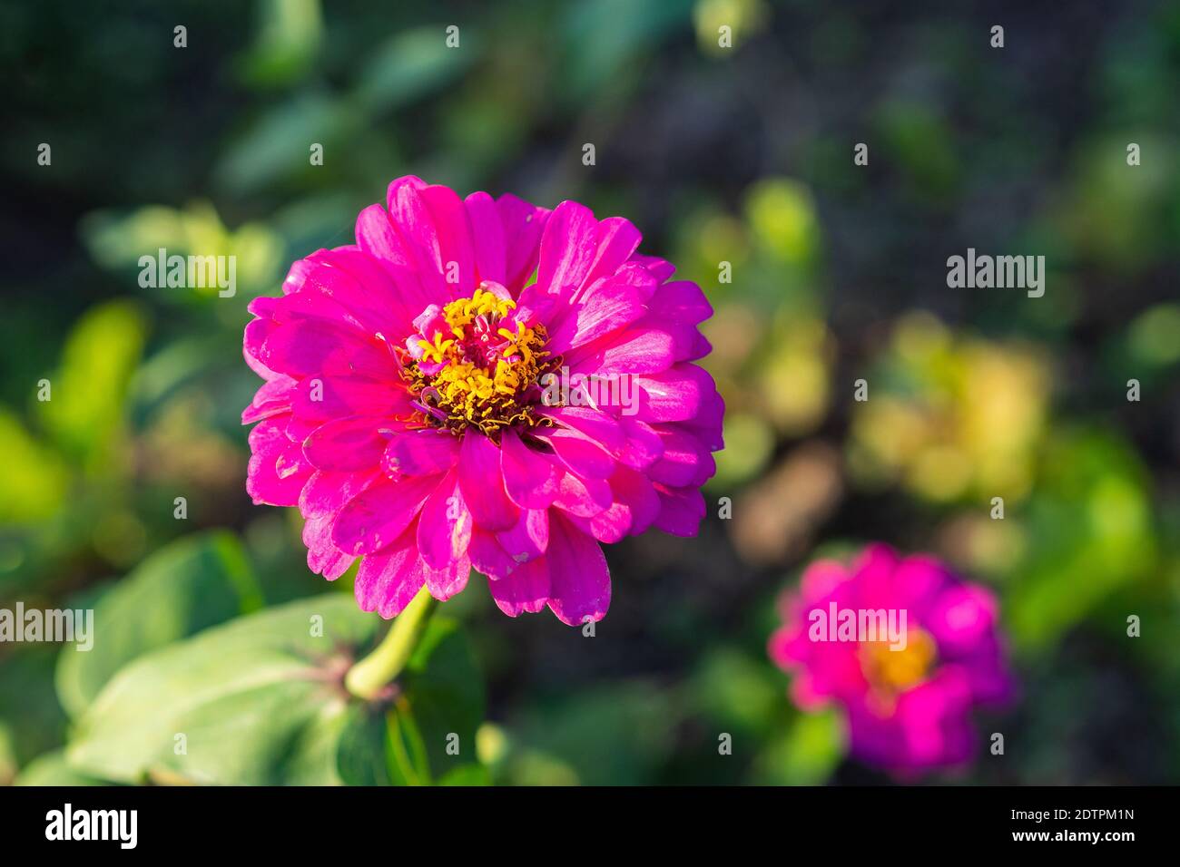Close-up Of Zinnia Flowers In Garden. Stock Photo