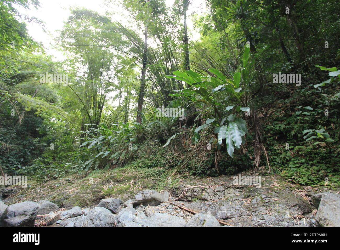 A shot of Argyle waterfalls in the Caribbean, Roxborough, Trinidad