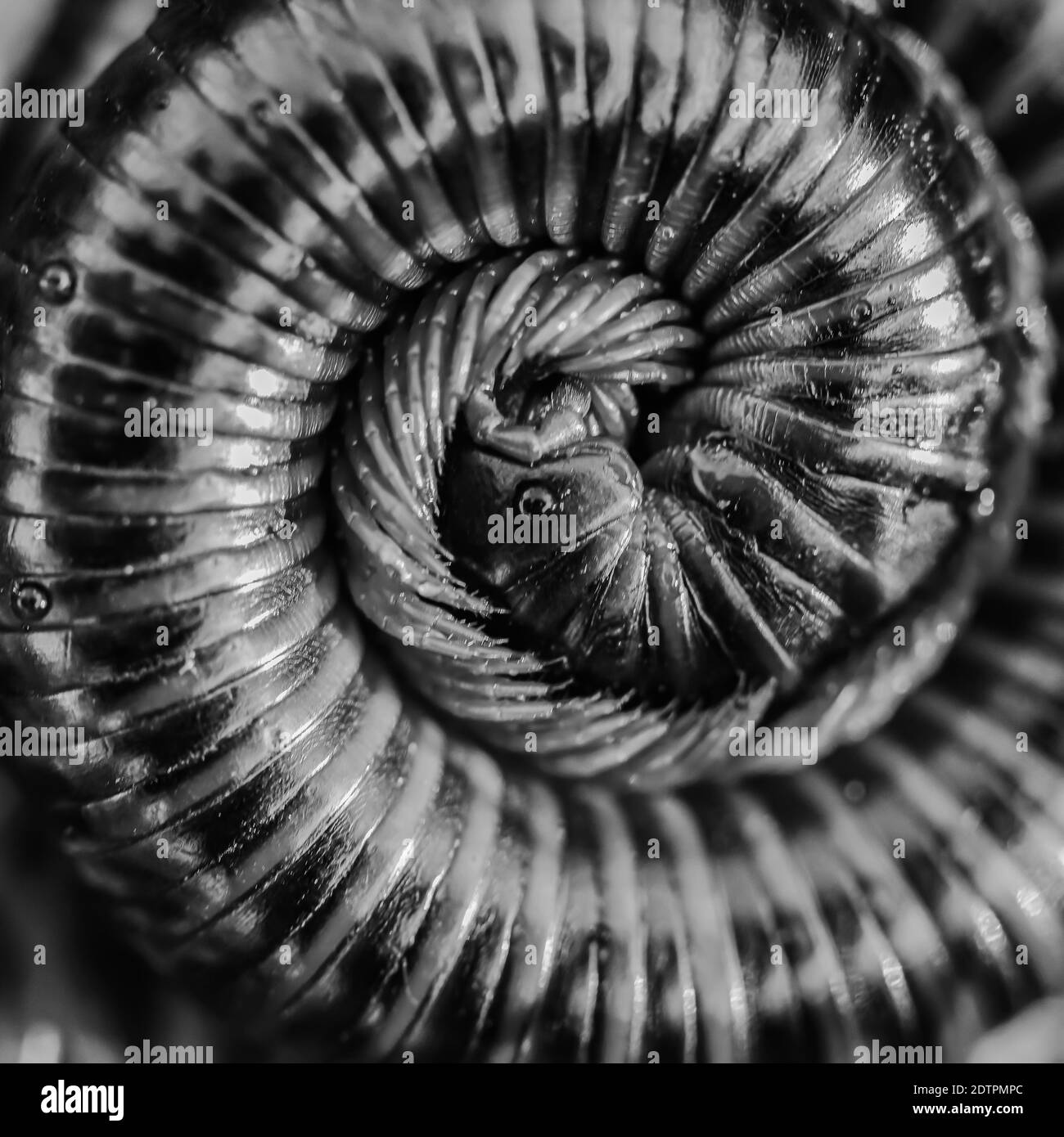 Monochrome abstract image of a centipede with its legs and body coiled up Stock Photo