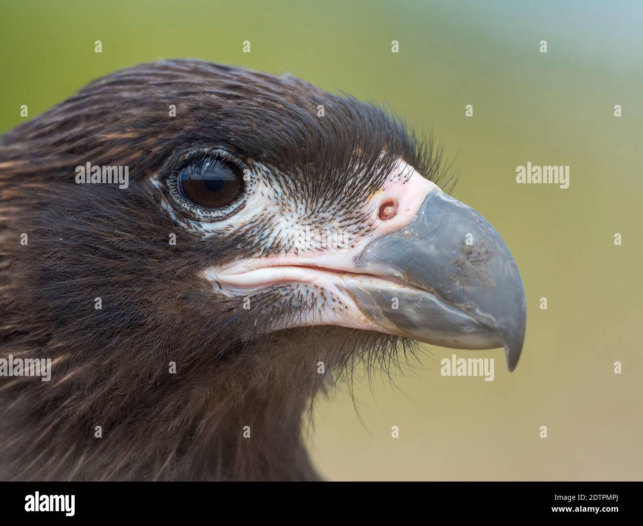 Juvenile with typical pale skin in face. Striated Caracara or Johnny Rook (Phalcoboenus australis), protected, endemic to the Falklands and highly int Stock Photo