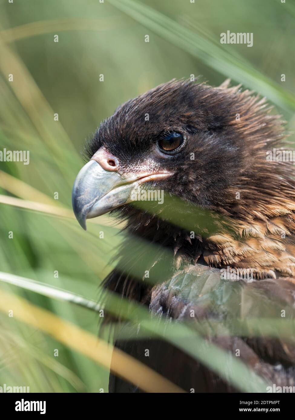 Juvenile with typical pale skin in face. Striated Caracara or Johnny Rook (Phalcoboenus australis), protected, endemic to the Falklands and highly int Stock Photo