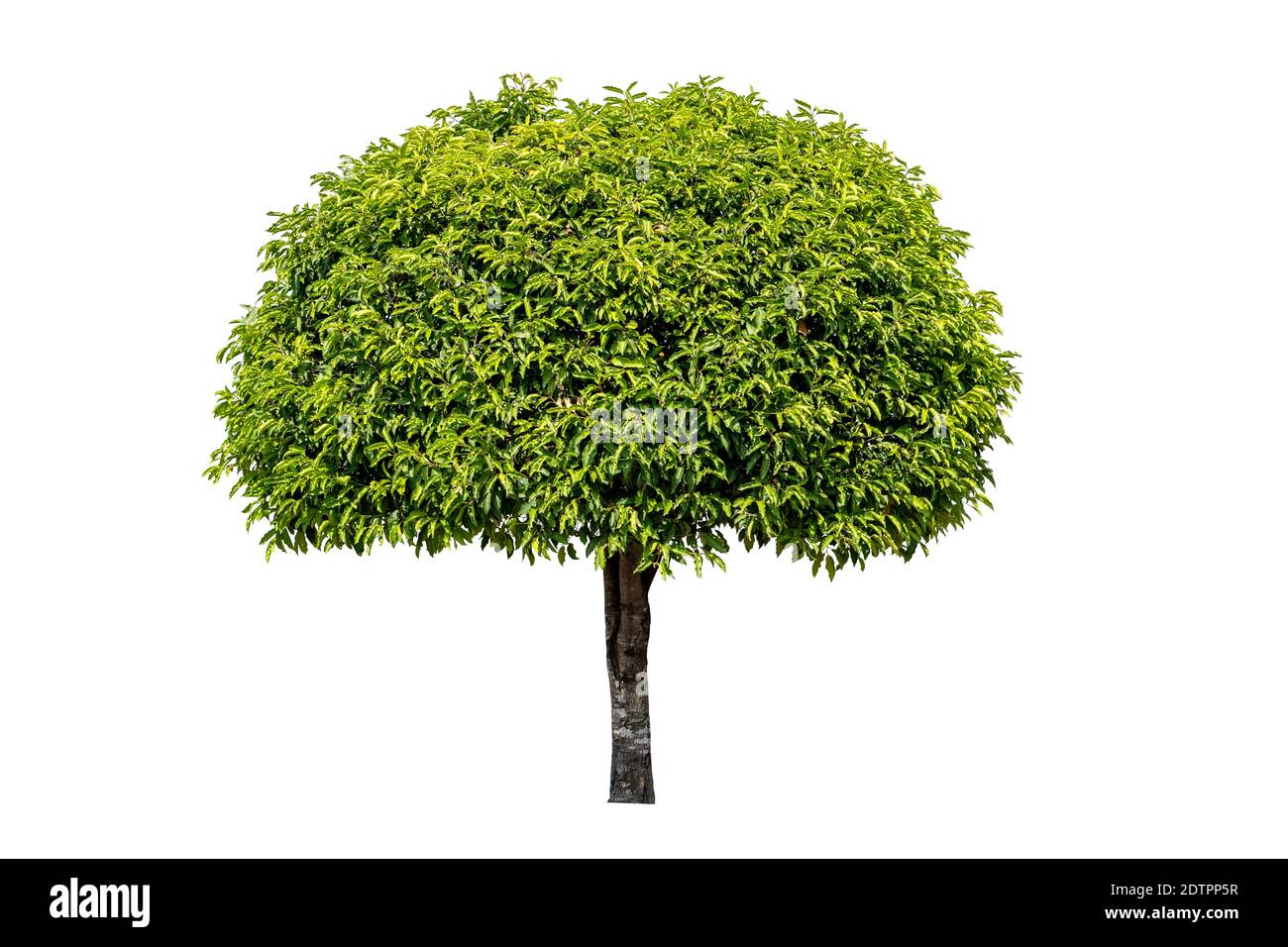 Tree isolated on white background with clipping path, Single tree Stock Photo