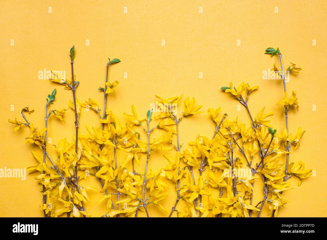 Blooming twigs of forsythia on yellow background Stock Photo