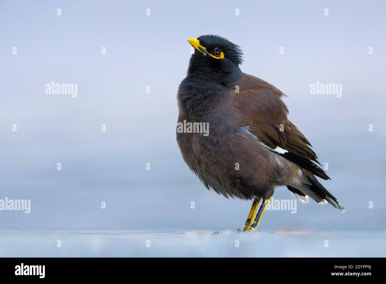Common Mynah standing on the ground. Stock Photo