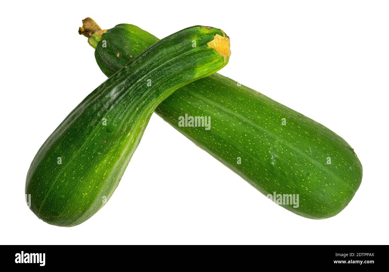 Two sun ripened home grown green summer squash freshly picked from a home garden with imperfections isolated on a white background. Stock Photo