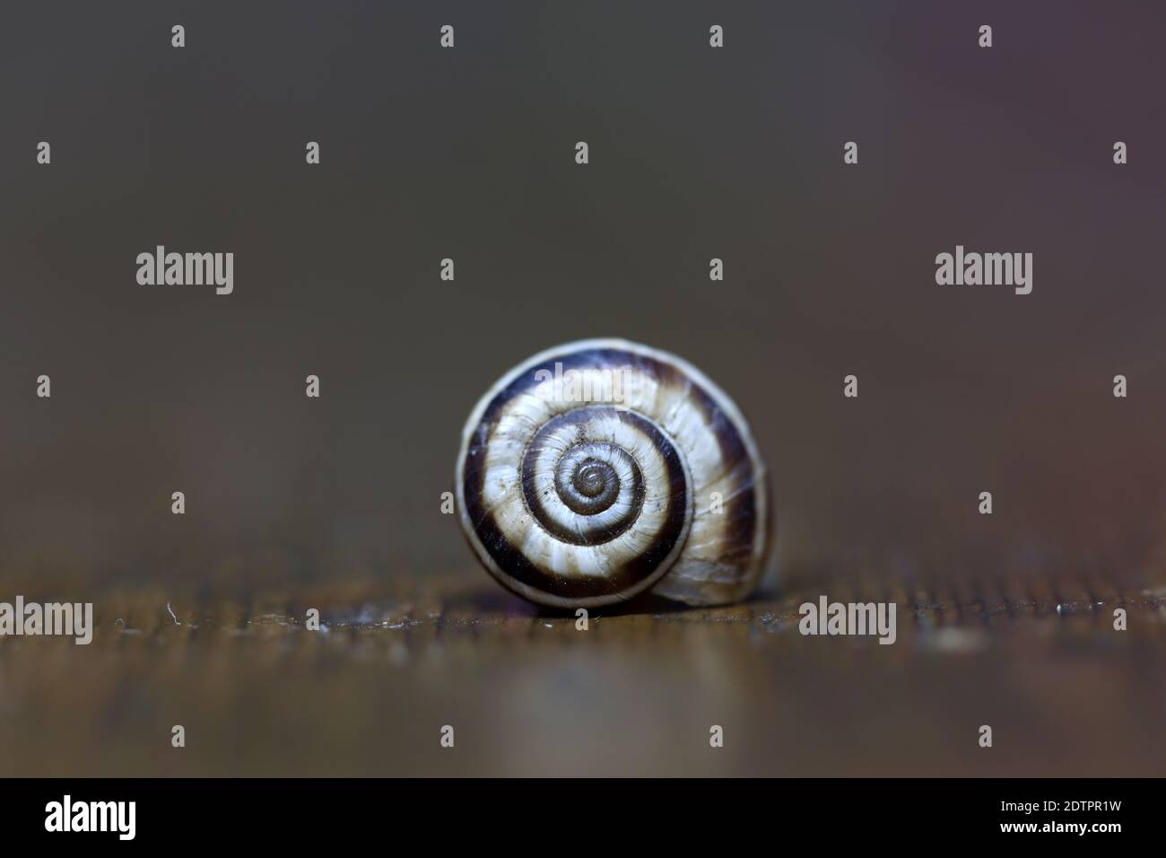 Snail Shell Simple Picture Simple snail hi-res stock photography and images - Alamy