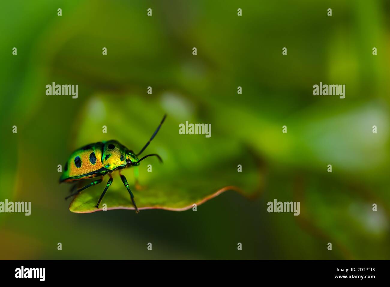 Selective focus Macro image with high dynamic range side view of a lone jewel bug with vibrant colors siting on a leaf Stock Photo