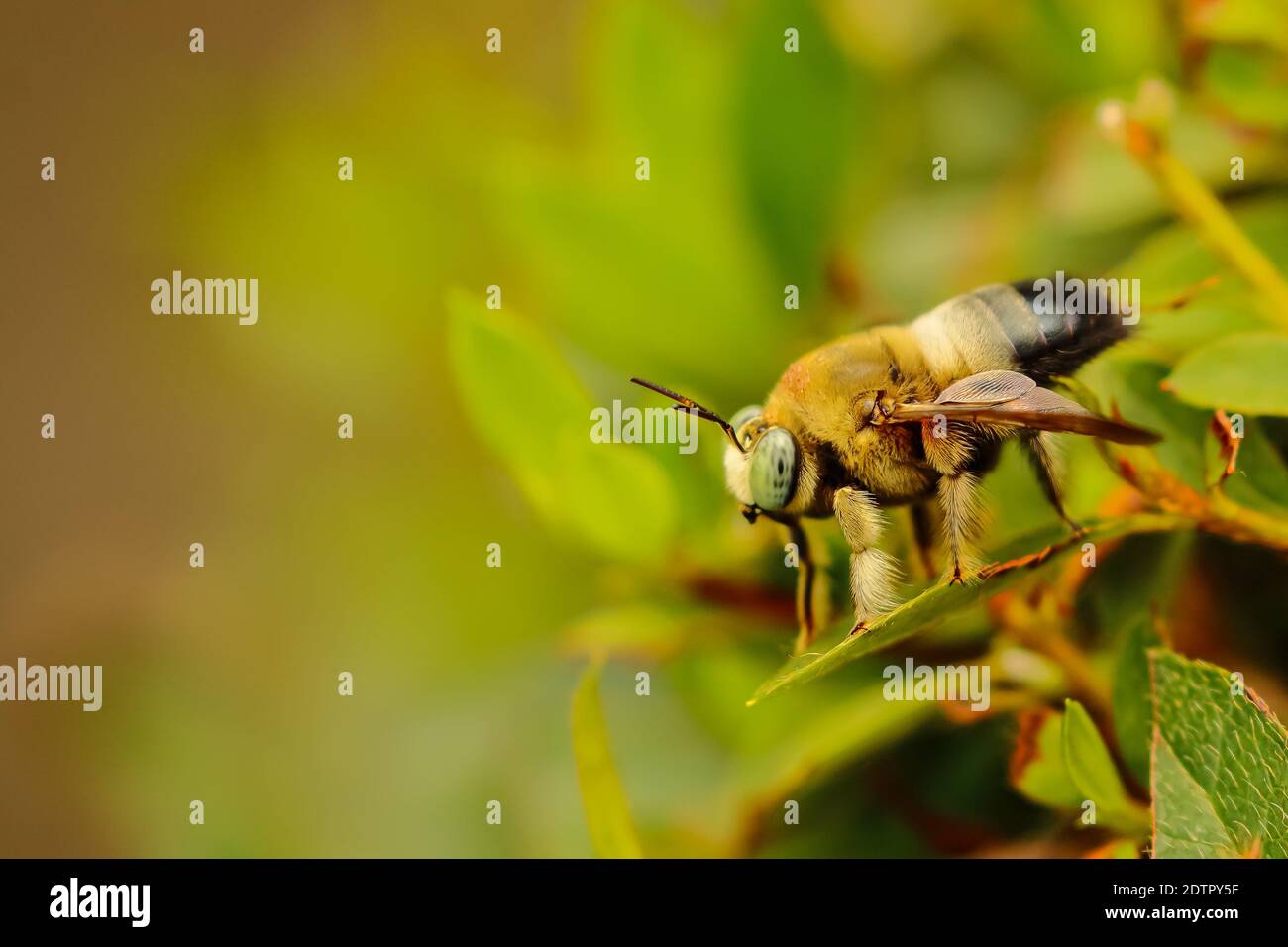 Macro Selective focus image of a single honey bee siting on green leaves with blur background Stock Photo