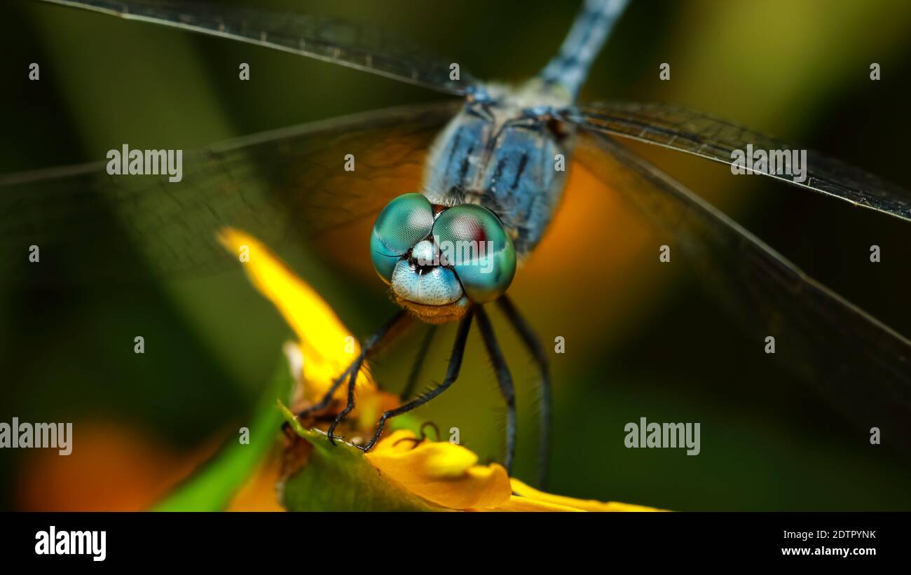 Selective focus close up Macro image of dragonfly eyes Stock Photo