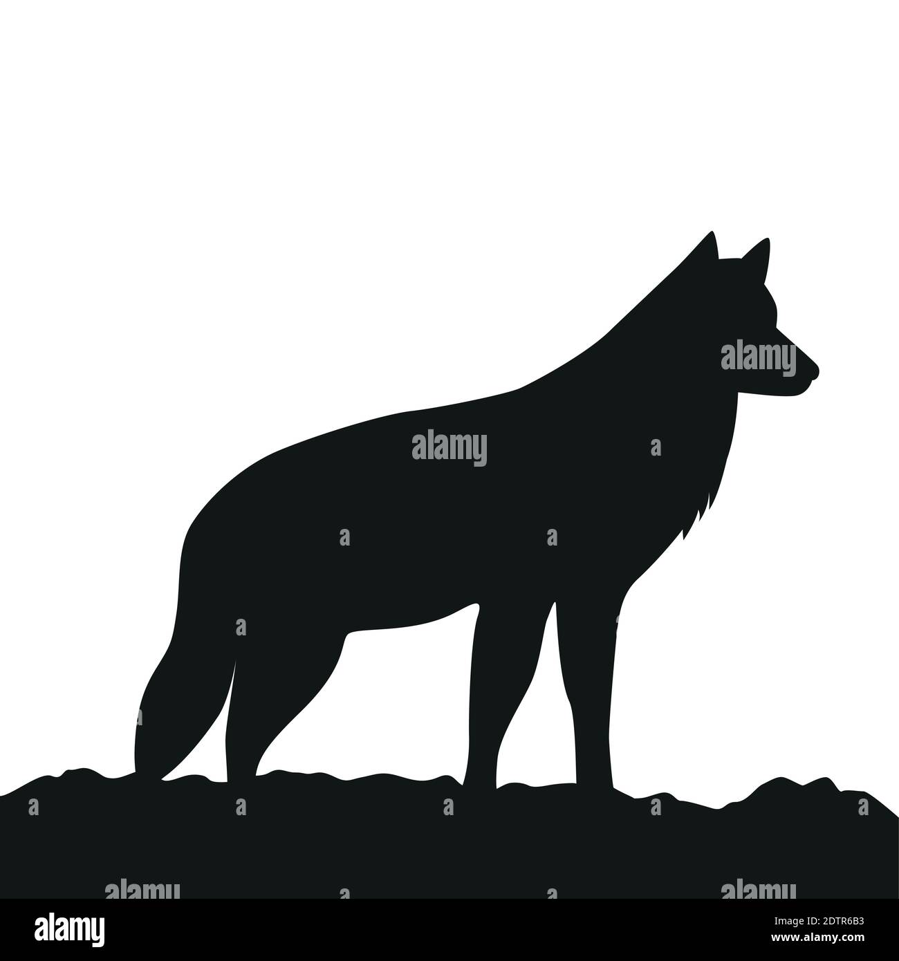 younger wolf side view silhouette on white background vector illustration EPS10 Stock Vector