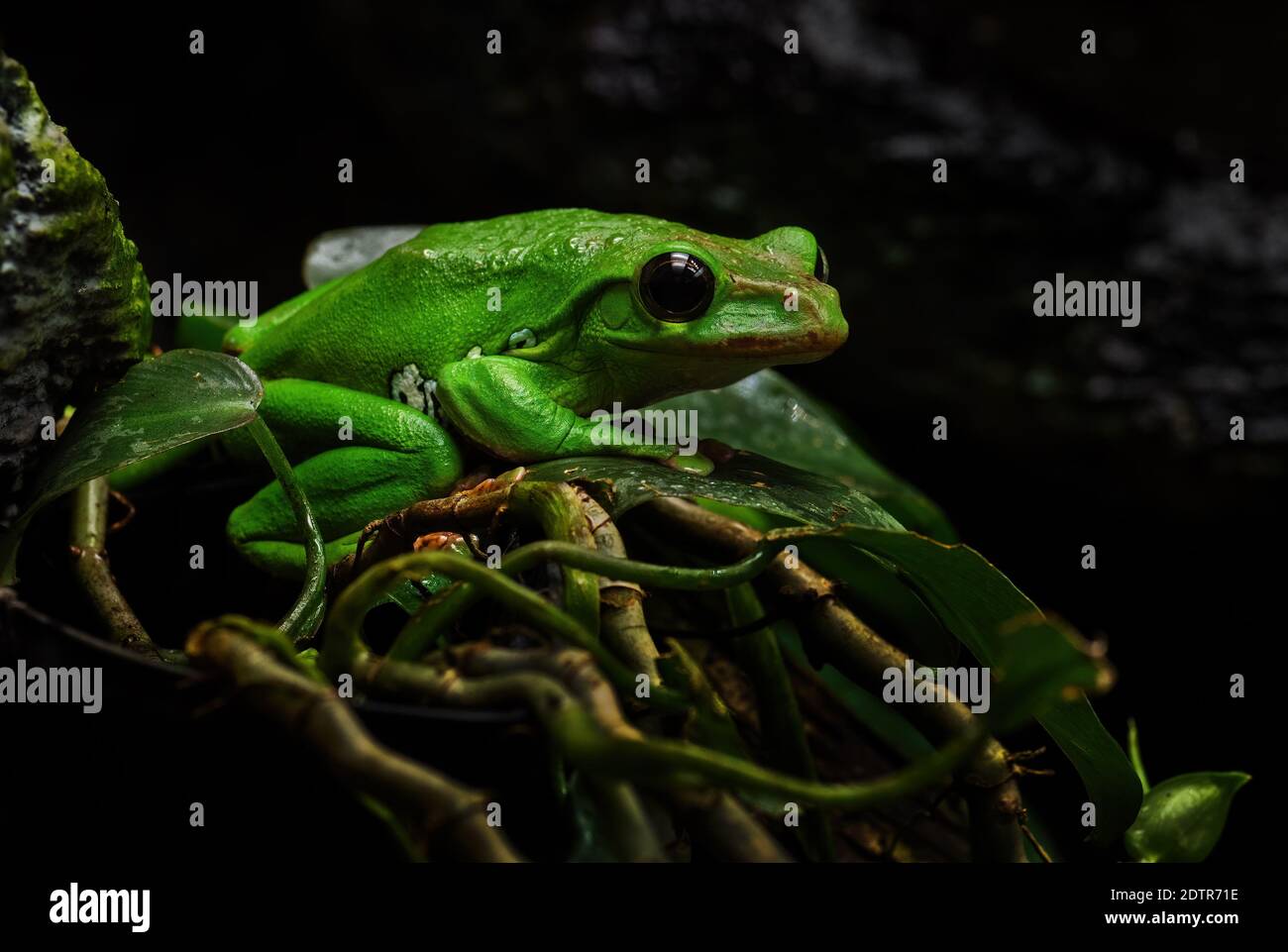 Chinese Flying Frog - Zhangixalus dennysi, beautiful green frog from East Asian forests, China. Stock Photo