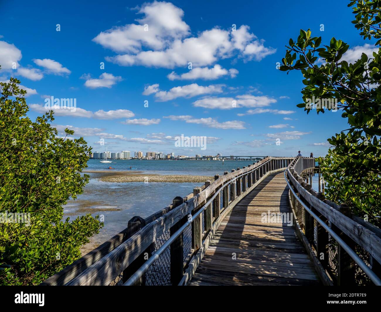 Mangrove Boardwalk on Sarasota Bay in Ken Thompson Park on Lido key in Sarasota Florida USA Stock Photo