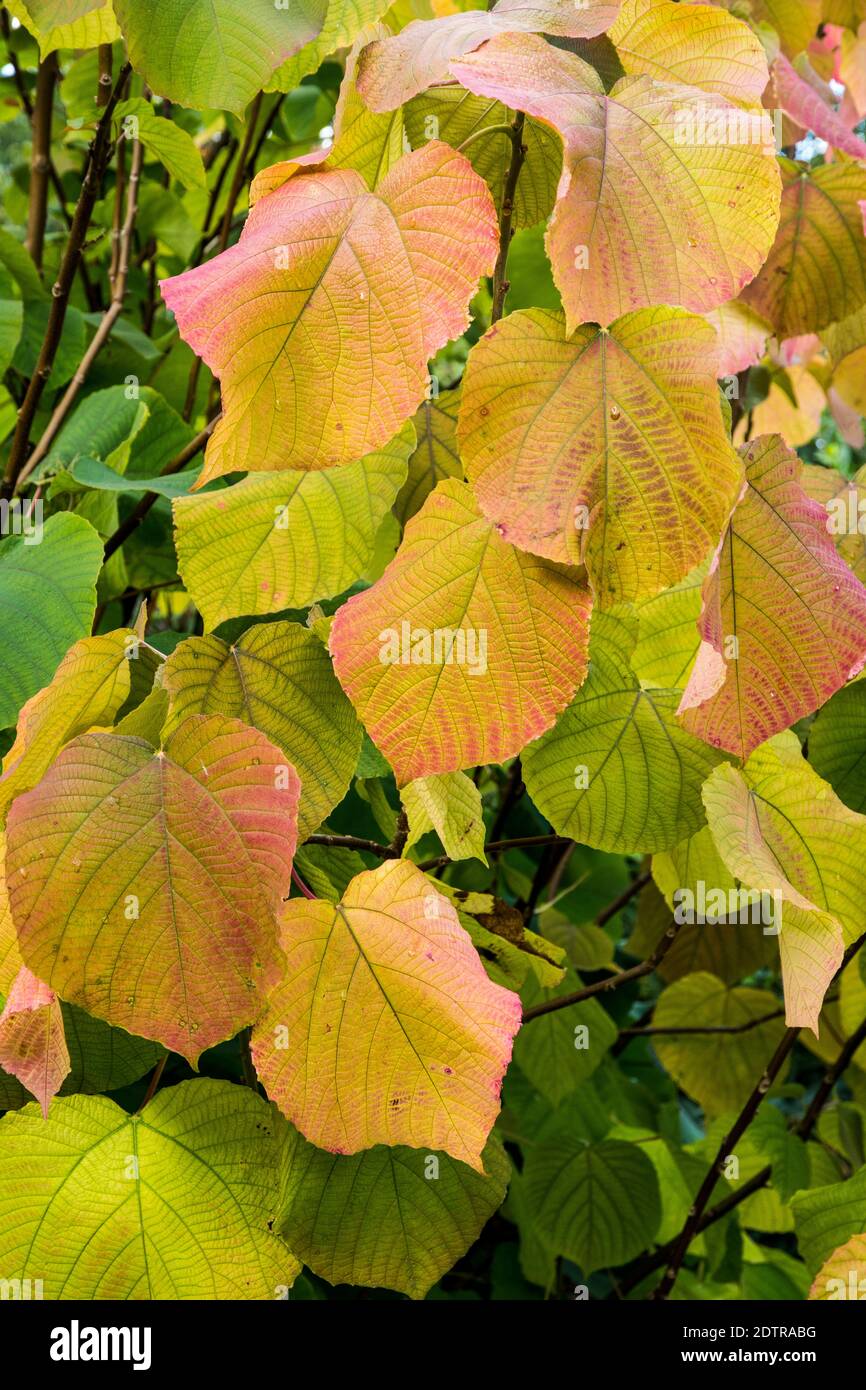 Alchornea davidii Stock Photo