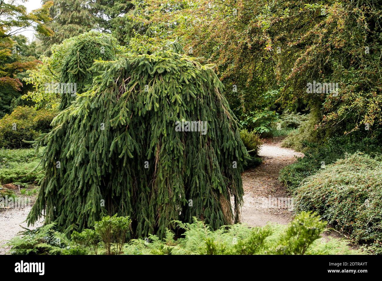 Picea abies 'Wartburg' Stock Photo