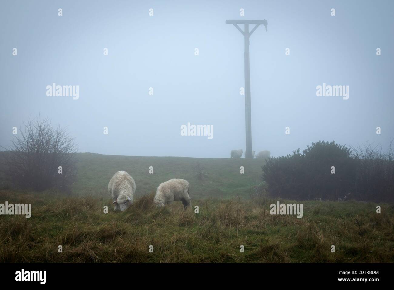 Combe gibbet atop Inkpen Beacon in fog with sheep on Gallows Down, Inkpen, Berkshire, England, United Kingdom, Europe Stock Photo