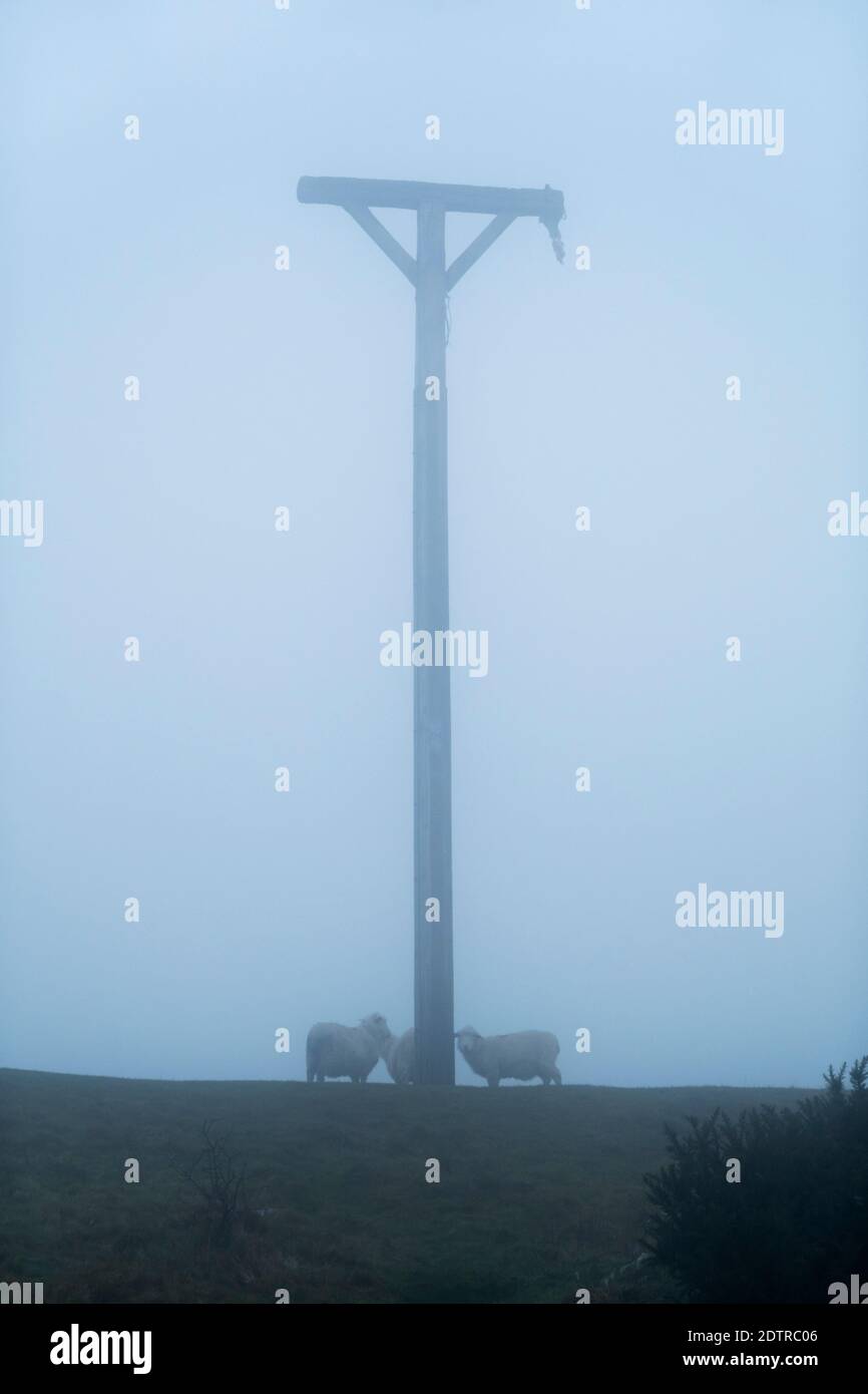 Combe gibbet atop Inkpen Beacon in fog with sheep on Gallows Down, Inkpen, Berkshire, England, United Kingdom, Europe Stock Photo