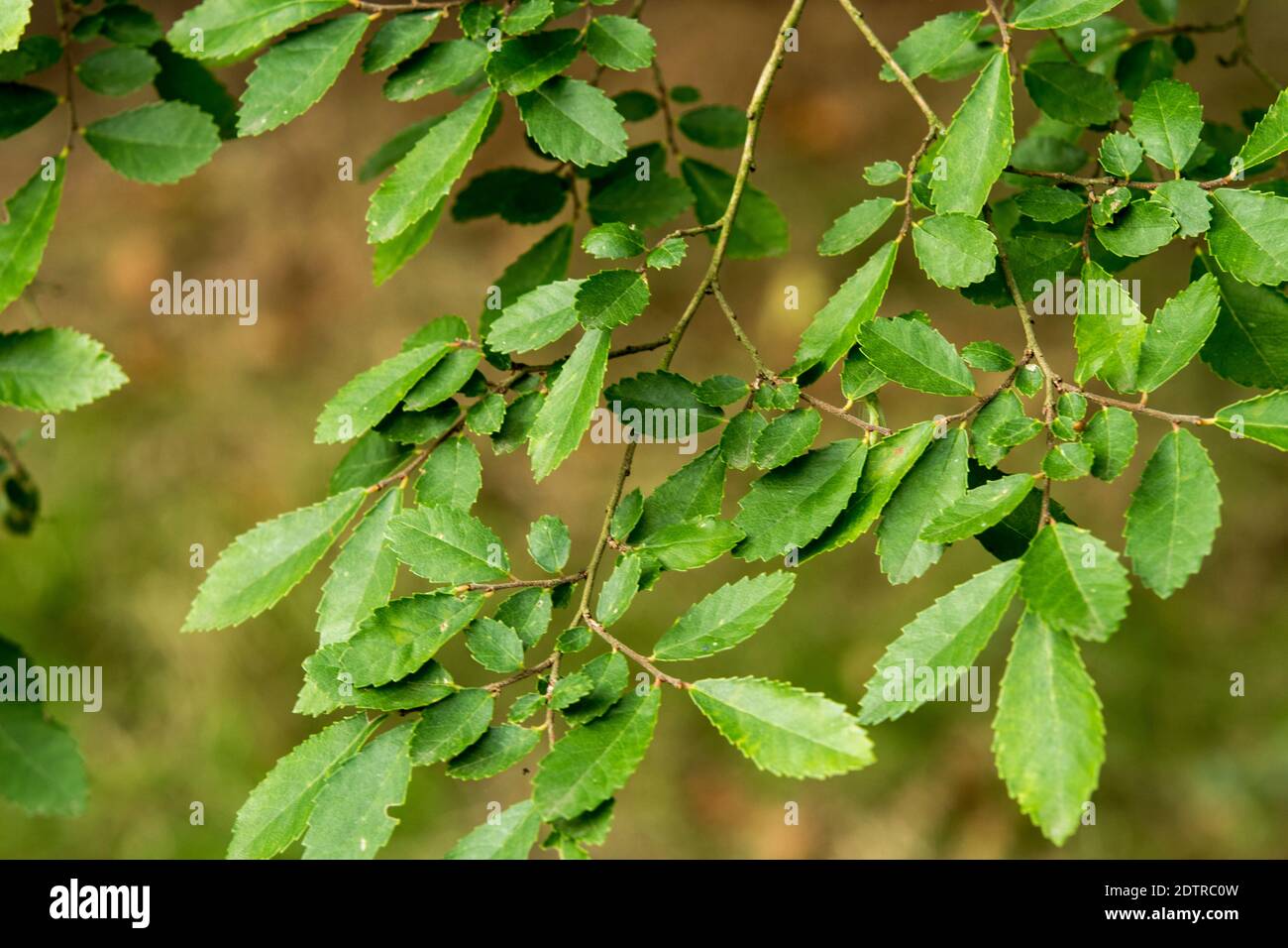Ulmus parvifolia Stock Photo