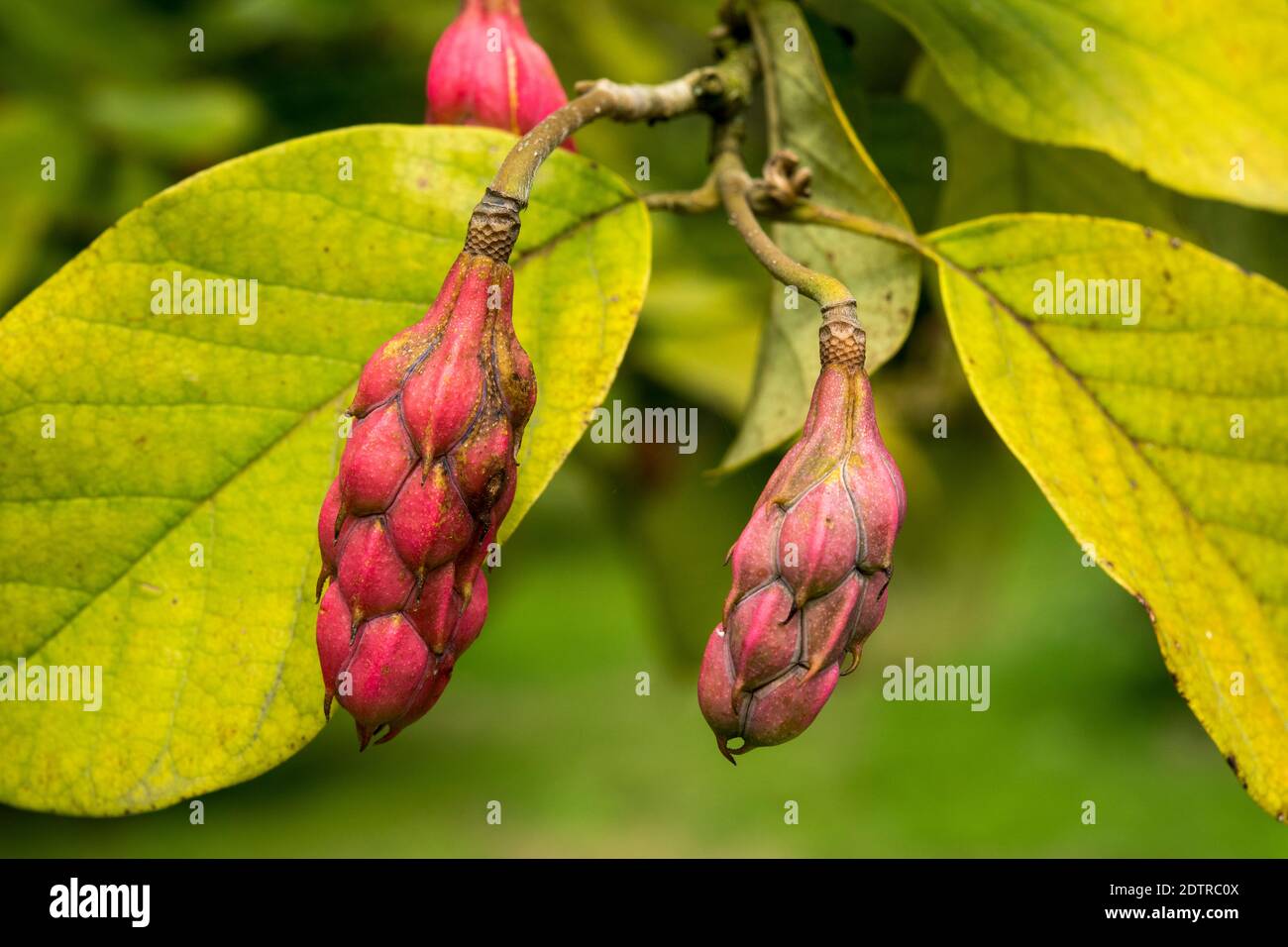 Seed pods of Magnolia sieboldii Stock Photo