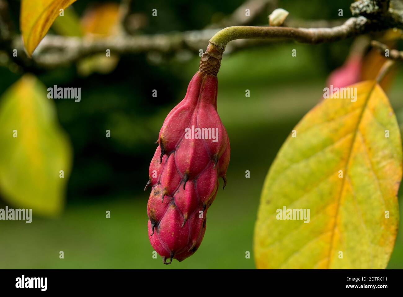 Seed pods of Magnolia sieboldii Stock Photo