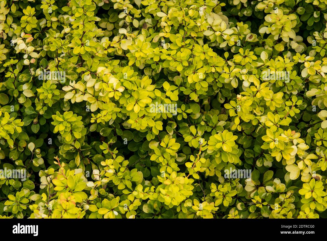 Berberis thunbergii 'Golden Horizon' Stock Photo