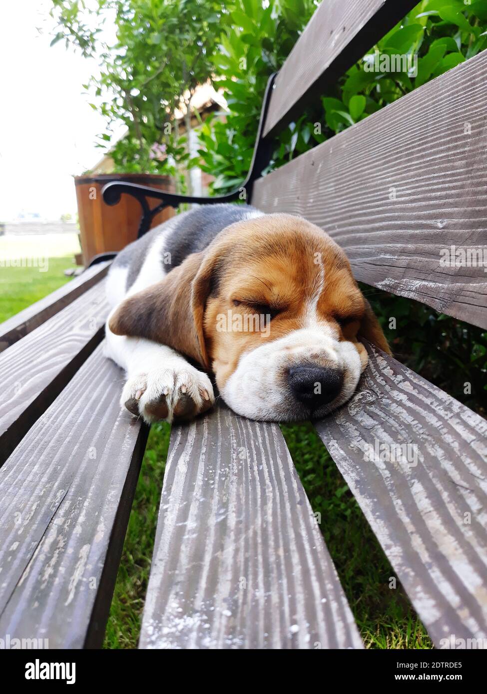 Dog Sleeping Bench High Resolution Stock Photography and Images - Alamy