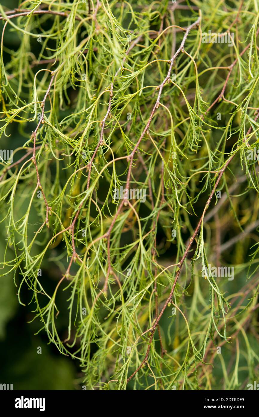 Betula pendula 'Karaca' Stock Photo