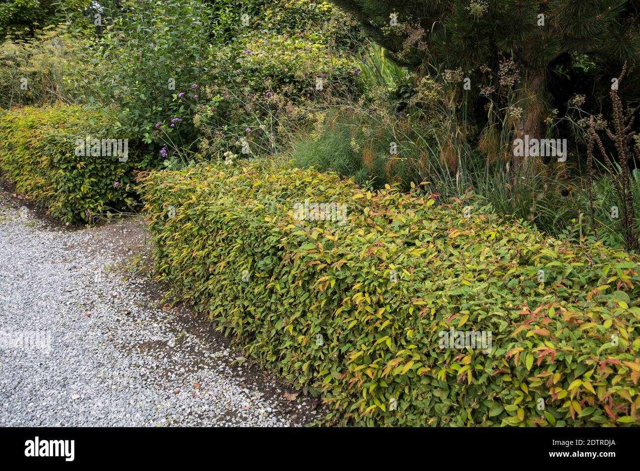 Hedge of Carpinus betulus Stock Photo