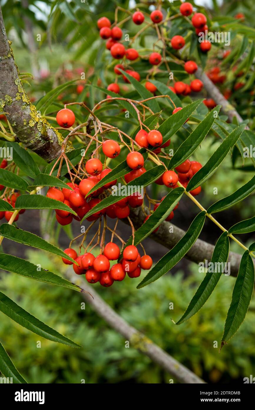 Berries of Sorbus 'Dodong' Stock Photo