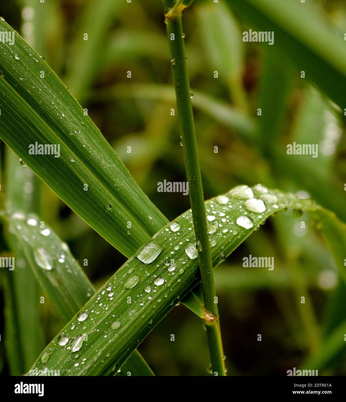 Close-up Of Wet Plant During Rainy Season Stock Photo
