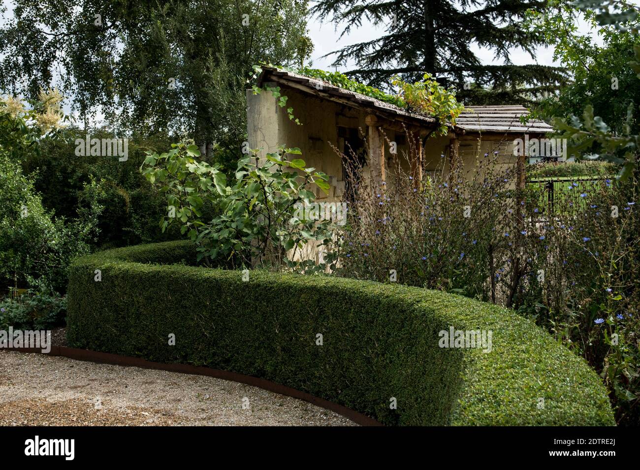 Hedge of Lonicera nitida 'Elegant' Stock Photo - Alamy