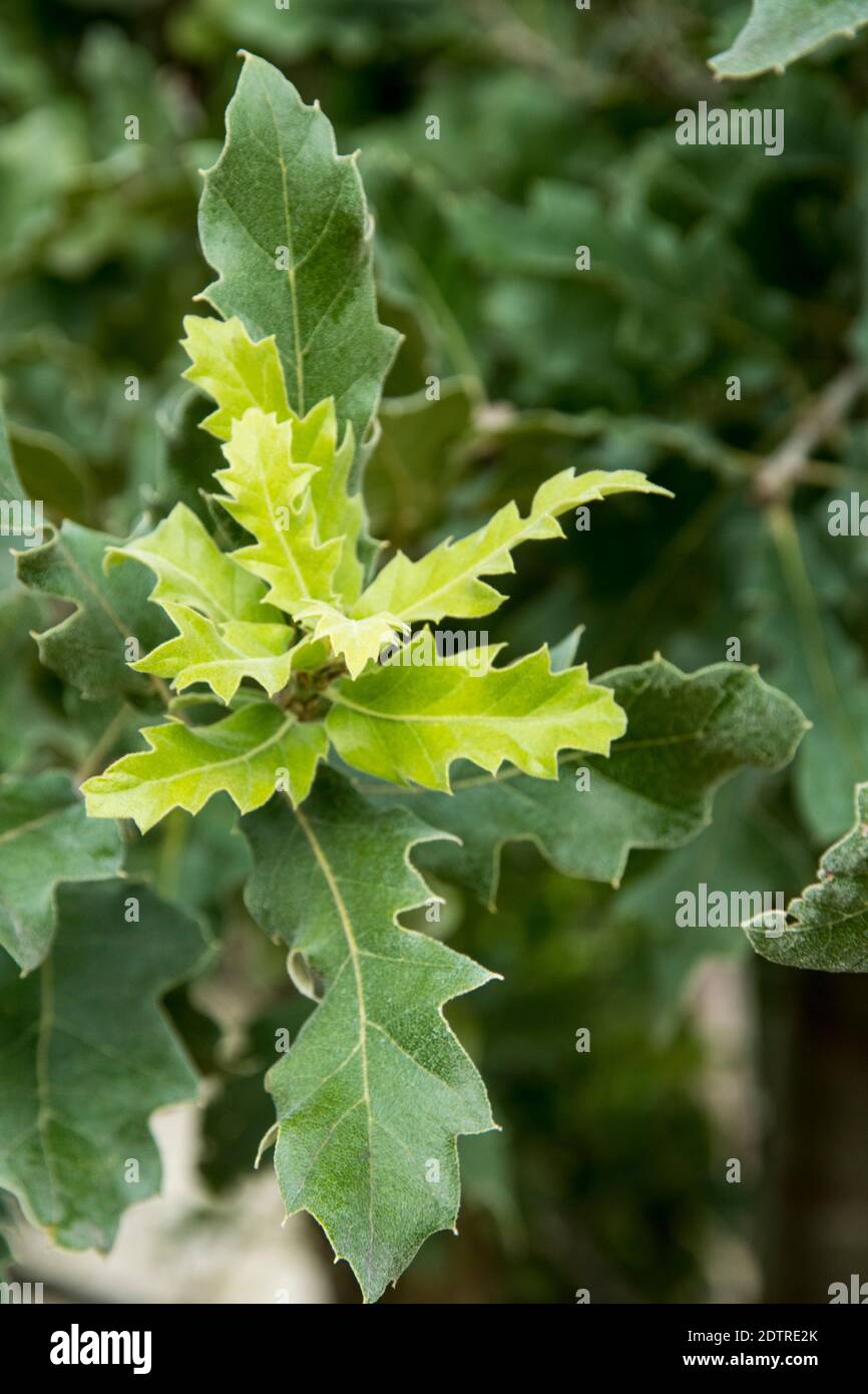 Leaves of Quercus ithaburensis Stock Photo