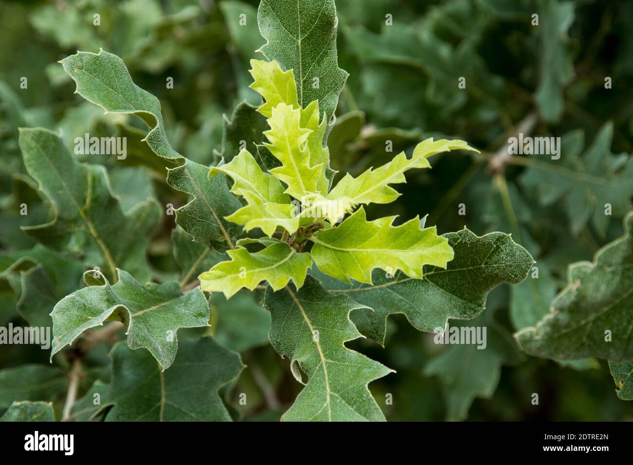 New growth of Quercus ithaburensis Stock Photo
