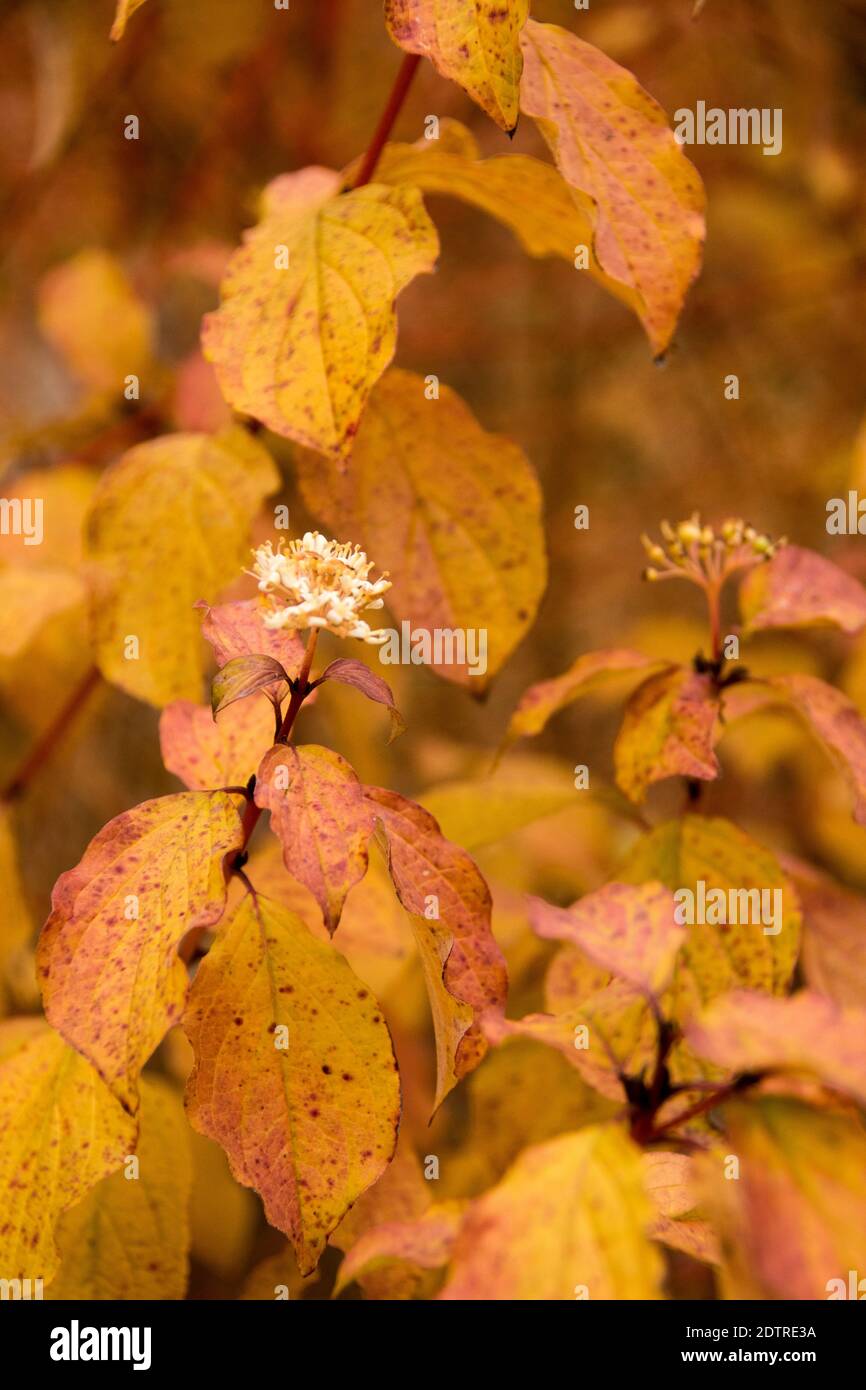 Cornus Sanguinea Midwinter Fire High Resolution Stock Photography and ...