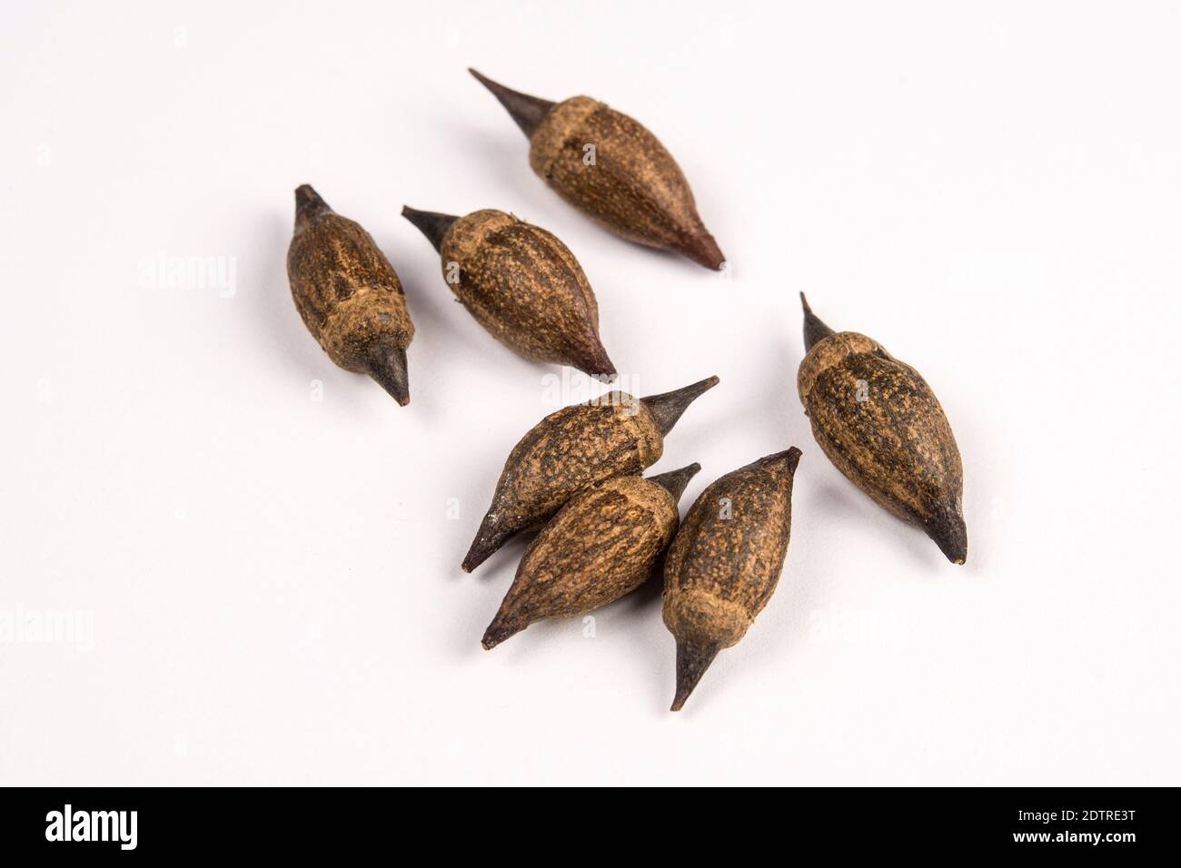 Close up photo of seeds hi-res stock photography and images - Alamy