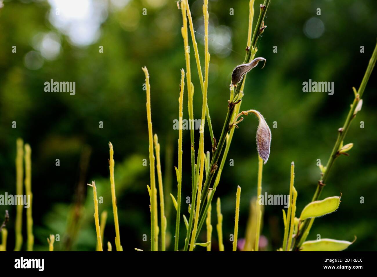 Close-up Of Flowering Plant Stock Photo