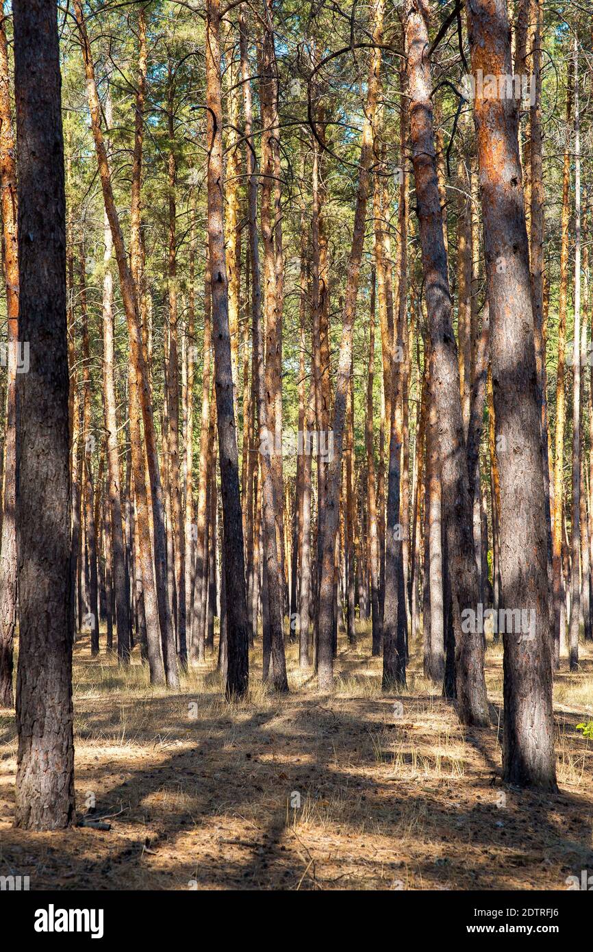 Tall dry pine trees hi-res stock photography and images - Alamy