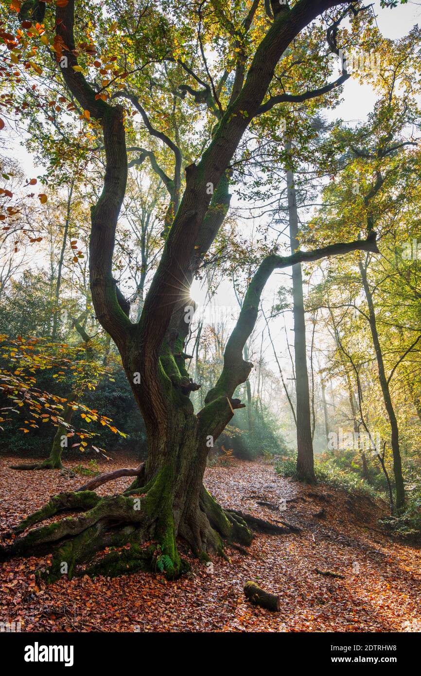 Backlit oak tree in misty autumn woodland, Highclere, Hampshire, England, United Kingdom, Europe Stock Photo