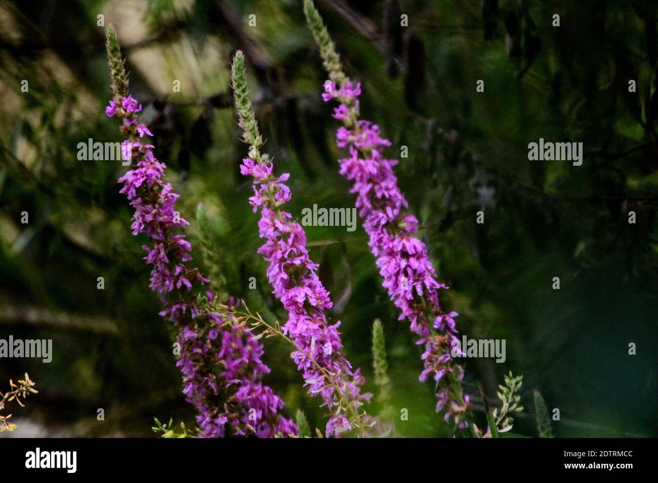 Close-up Of Purple Flowering Plants Stock Photo