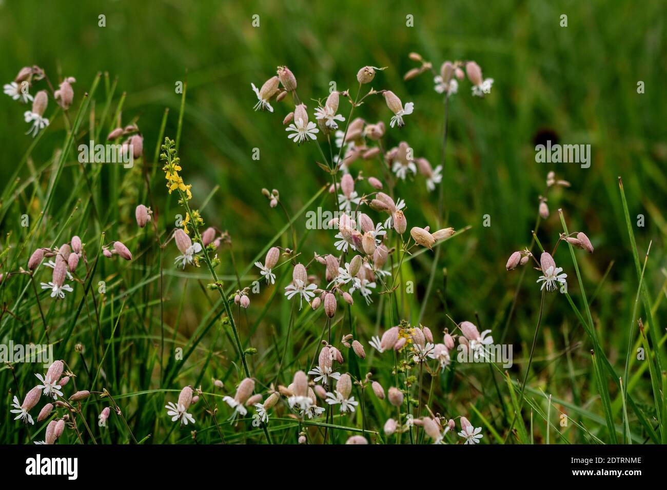 Close-up Of Flowering Plants On Field Stock Photo