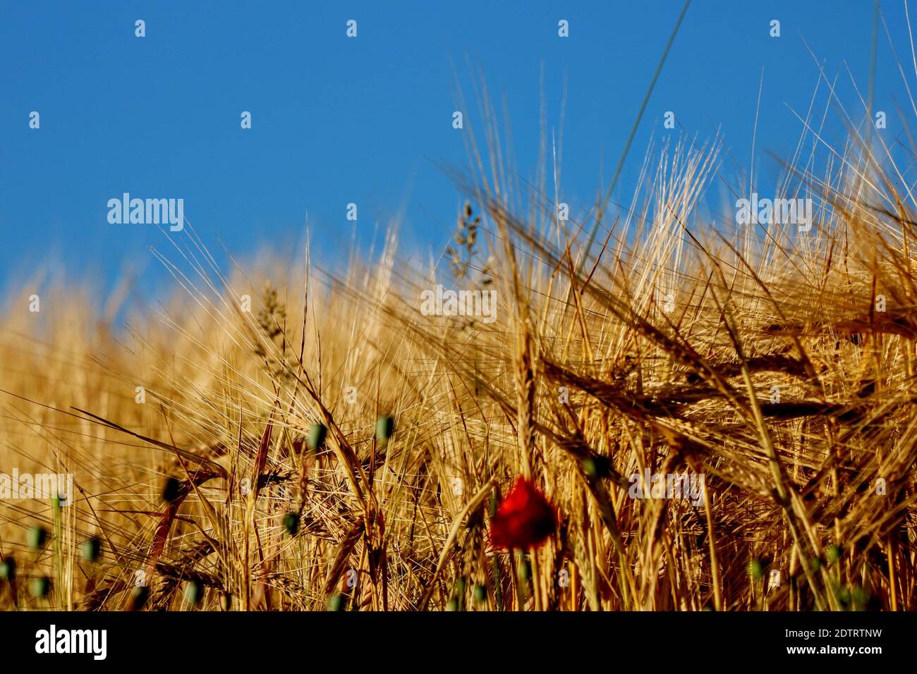 Close-up Of Crops Growing On Field Against Sky Stock Photo