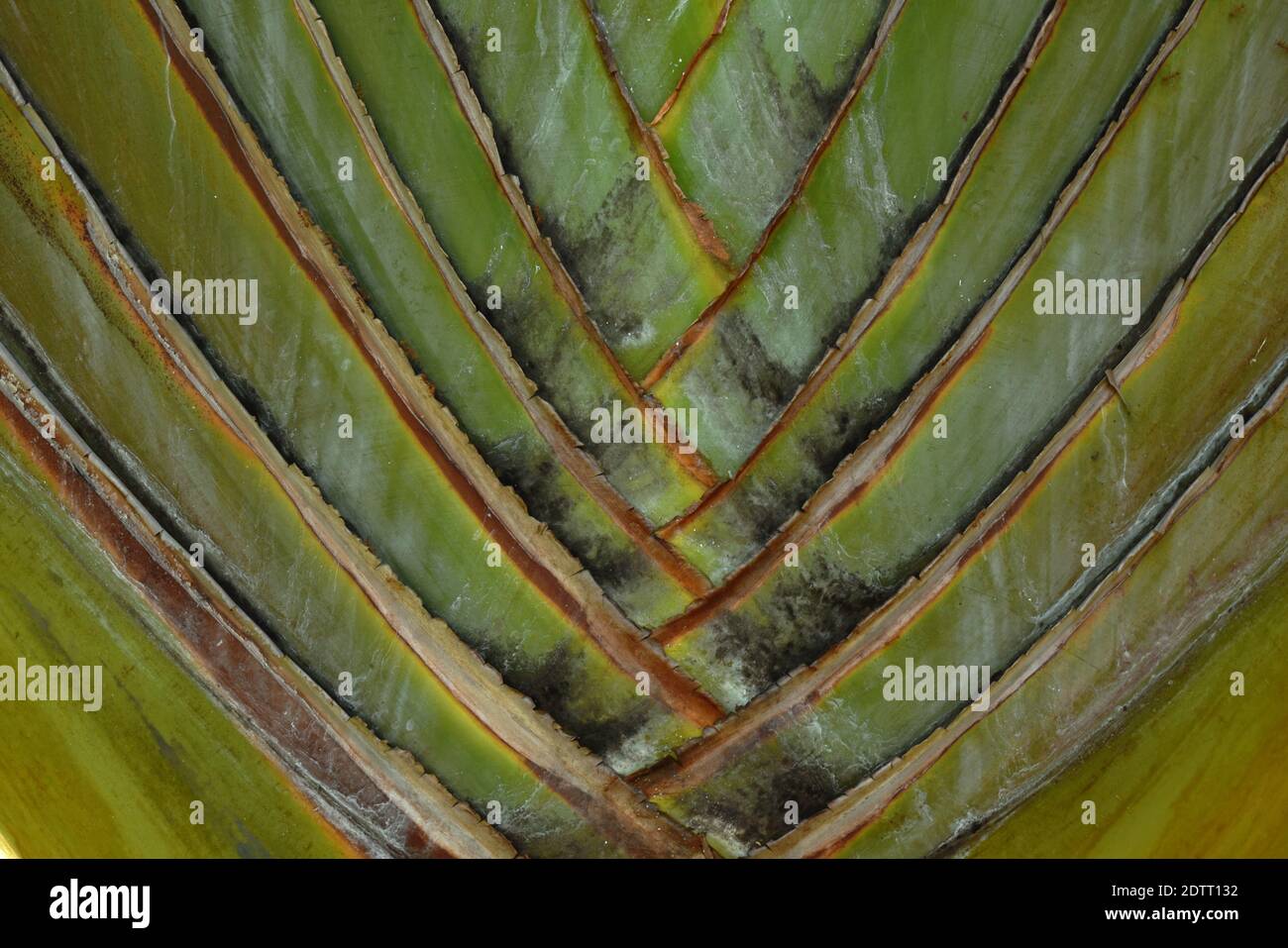 traveler palm tree trunk growth in garden Stock Photo Alamy
