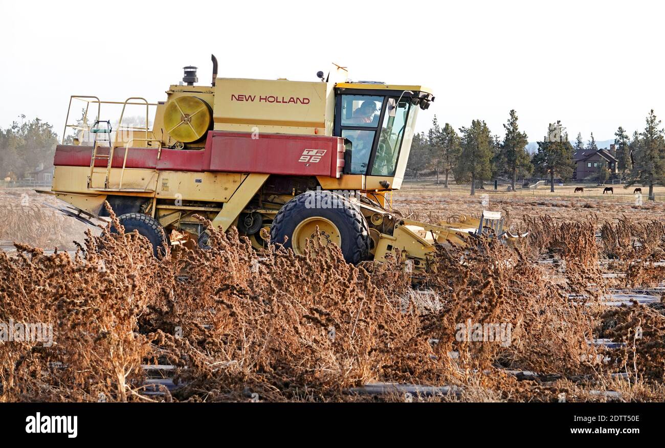 A farmer in Tumalo, Oregon, uses a large combine to harvest a field of industrial hemp. Hemp has become one of the state's major cash crops.. Stock Photo