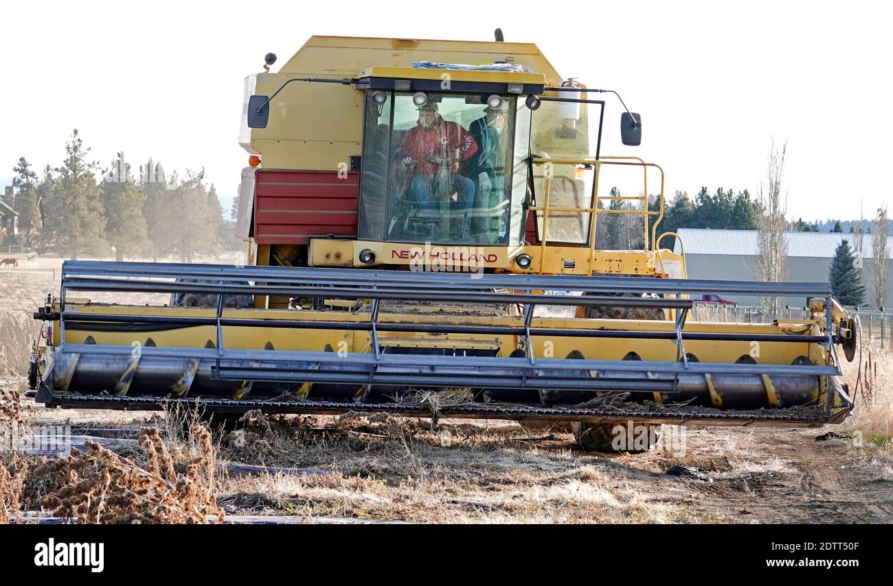 A farmer in Tumalo, Oregon, uses a large combine to harvest a field of industrial hemp. Hemp has become one of the state's major cash crops.. Stock Photo