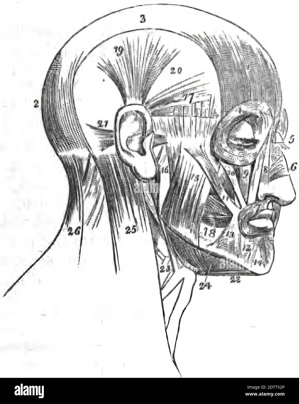 An illustration of the human face. Facial bone structure from human